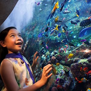 Aquaventure Waterpark + Lost Chambers Aquarium at Aquaventure Waterpark, Dubai, United Arab Emirates Activities Shop Online at Dubai Trades