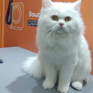 Basic Or Full Grooming At Pet Corner Dubai other Shop Online at Dubai Trades