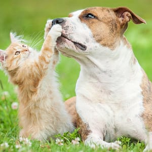 Basic Or Full Grooming For Cats Or Dogs Of Various Sizes Dubai other Shop Online at Dubai Trades