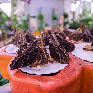 Butterfly Garden – Must-see attractions Must-see attractions Shop Online at Dubai Trades 2