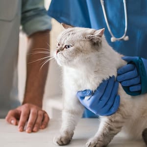 Cat/Dog Annual Vaccination, Full Check-Up W/ Optional Nail Trim & More Dubai other Shop Online at Dubai Trades