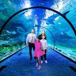 Combo: The National Aquarium Abu Dhabi & The Pixoul Gaming. at The National Aquarium Abu Dhabi, Abu Dhabi, United Arab Emirates Activities Shop Online at Dubai Trades