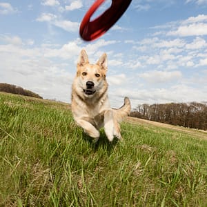 Dental Care For Cats Or Dogs Abu Dhabi other Shop Online at Dubai Trades