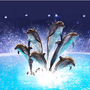 Dolphin & Seal Show – Dubai Dolphinarium – Must-see attractions Must-see attractions Shop Online at Dubai Trades