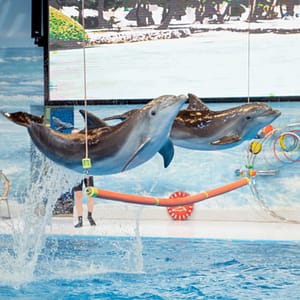 Dolphin & Seal Show – Dubai Dolphinarium + The Green Planet Dubai – Combo – Must-see attractions Must-see attractions Shop Online at Dubai Trades