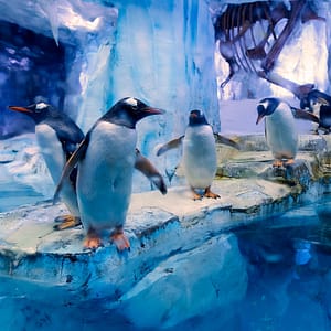 Dubai Aquarium & Underwater Zoo – All Access Pass – Experiences Experiences Shop Online at Dubai Trades