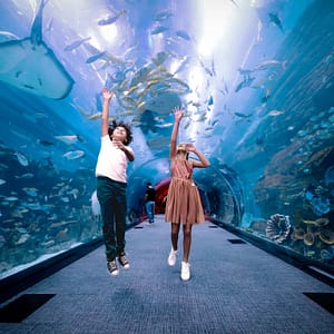 Dubai Aquarium & Underwater Zoo – Penguin Cove & Nursery Experience – Experiences Experiences Shop Online at Dubai Trades