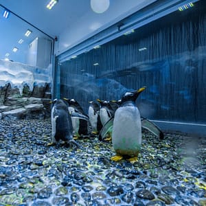 Dubai Aquarium & Underwater Zoo – Penguin Encounter – Experiences Experiences Shop Online at Dubai Trades