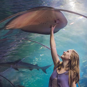 Dubai Aquarium & Underwater Zoo – Ray Encounter – Experiences Experiences Shop Online at Dubai Trades