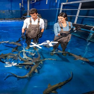 Dubai Aquarium & Underwater Zoo – Shark Trainer Encounter – Experiences Experiences Shop Online at Dubai Trades