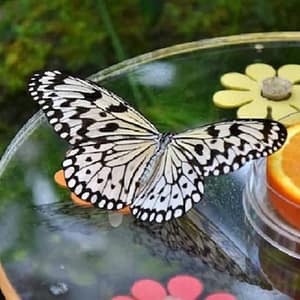 Dubai Butterfly Garden: Entry Ticket at Dubai Butterfly Garden, Dubai, United Arab Emirates Top Attractions Shop Online at Dubai Trades