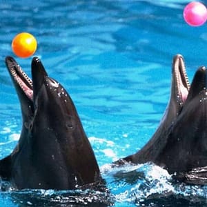 Dubai Dolphinarium: Dolphin & Seal Show at Dubai Dolphinarium, Dubai, United Arab Emirates Circus Shop Online at Dubai Trades