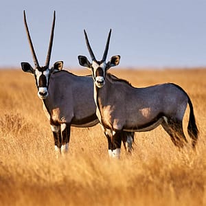 Dubai Safari Park – Experiences Experiences Shop Online at Dubai Trades