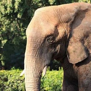 Dubai Safari Park at Dubai Safari Park, Dubai, United Arab Emirates Family Shop Online at Dubai Trades