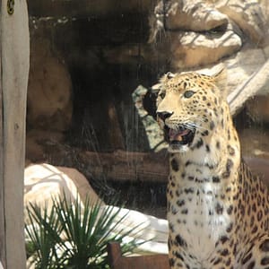 Emirates Park Zoo – Experiences Experiences Shop Online at Dubai Trades