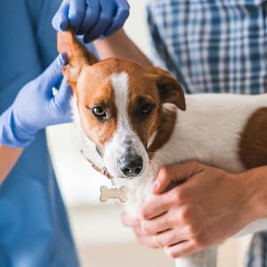 Ensure Your Pets Health With Annual Vaccination For Cat Or Dog! Dubai other Shop Online at Dubai Trades