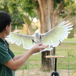 Exotic Bird Show – Dubai Dolphinarium – Dubai Dolphinarium Dubai Dolphinarium Shop Online at Dubai Trades