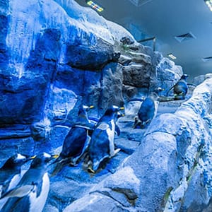 Explore Dubai Aquarium, Underwater Zoo And Penguin Cove Dubai activities Shop Online at Dubai Trades