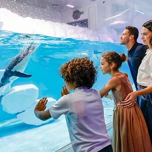 Explore Dubai Aquarium With Frame, Glow Garden, Aya Universe & More! Dubai activities Shop Online at Dubai Trades