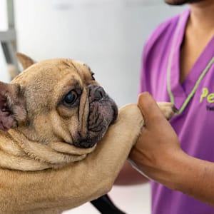 Basic Grooming Session At Pet Joy Veterinary Clinic Dubai other Shop Online at Dubai Trades