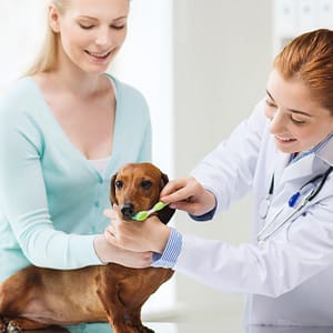 Full Dental Scaling For Pets At Pet Joy Veterinary Clinic Dubai other Shop Online at Dubai Trades