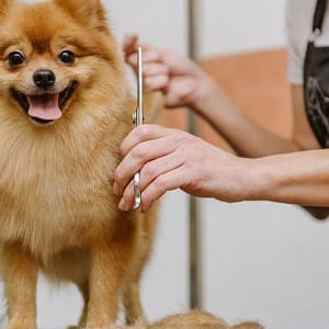 Full Grooming For Cats And Dogs To Keep Them Pampered! Dubai other Shop Online at Dubai Trades