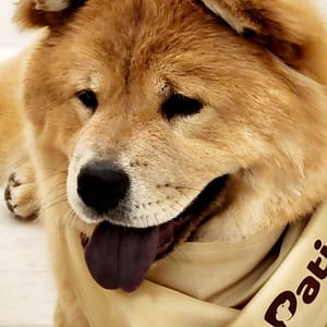 Groom, Grin, And Wag: Unleash Pet Paradise Dubai other Shop Online at Dubai Trades