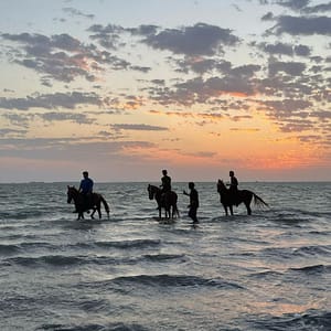 Horse Riding in Jeddah – Experiences Experiences Shop Online at Dubai Trades