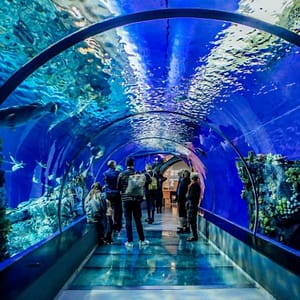 Istanbul Aquarium Ticket & Shuttle – Experiences Experiences Shop Online at Dubai Trades