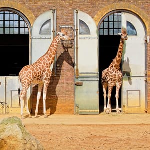 London Zoo: Entry Ticket – Recently Added Experiences Recently Added Experiences Shop Online at Dubai Trades