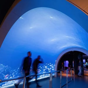 Marassi Aquarium & Underwater Zoo Tickets – Top-Rated Attractions Top-Rated Attractions Shop Online at Dubai Trades