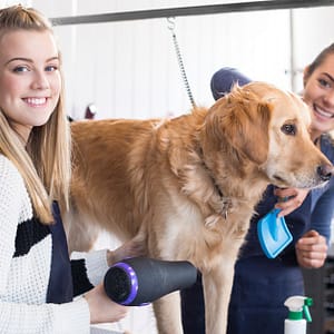 Pamper Your Furry Friends With Basic Or Full Grooming For Dogs & Cats Dubai other Shop Online at Dubai Trades