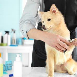 Pamper Your Furry Friends With Top-Notch Grooming For Dogs And Cats! Dubai other Shop Online at Dubai Trades