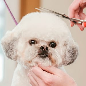 Pamper Your Pet: Basic Grooming For Small To Xl Dog And Small Cat Dubai other Shop Online at Dubai Trades