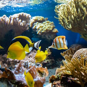 SEA LIFE London Aquarium – Entry Ticket – Top-Rated Attractions Top-Rated Attractions Shop Online at Dubai Trades
