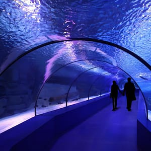 SEA LIFE London Aquarium – Same day Ticket – Top-Rated Attractions Top-Rated Attractions Shop Online at Dubai Trades