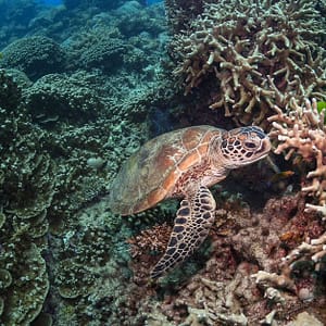 Scuba Or Fujairah Diving Or Snorkeling At Goblin Diving Center Dubai activities Shop Online at Dubai Trades