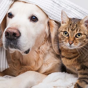 Specialized Veterinary Care With Surgery And Collar Included For Pets Sharjah & N. Emirates other Shop Online at Dubai Trades