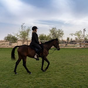 Sunset Horse Riding at Al Marmoom Oasis with a 6-Course Bedouin Dinner – Outdoor Attractions Outdoor Attractions Shop Online at Dubai Trades