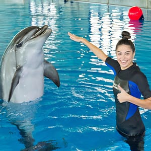 Swimming With Dolphins – Dubai Dolphinarium – Dubai Dolphinarium Dubai Dolphinarium Shop Online at Dubai Trades