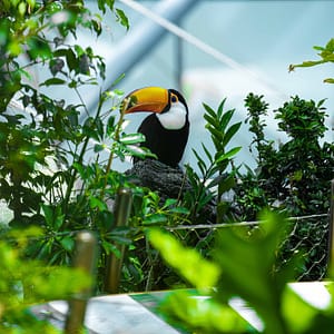 The Green Planet Dubai – Theme Parks Theme Parks Shop Online at Dubai Trades