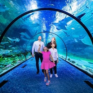 The National Aquarium Abu Dhabi at The National Aquarium Abu Dhabi, Abu Dhabi, United Arab Emirates Family Shop Online at Dubai Trades