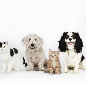 Treat Your Pet To Basic Or Full Grooming For Cats/Dogs @ Sharjah Sharjah & N. Emirates other Shop Online at Dubai Trades