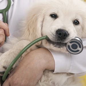 Veterinary Services For A Dog Or Cat At Zoo Veterinary Clinic Abu Dhabi package Shop Online at Dubai Trades