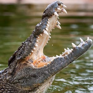 Dubai Crocodile Park – Must-see attractions Must-see attractions Shop Online at Dubai Trades