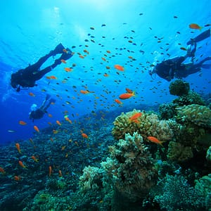 Scuba Diving at Sealine – Qool Qatar – Must-see attractions Must-see attractions Shop Online at Dubai Trades