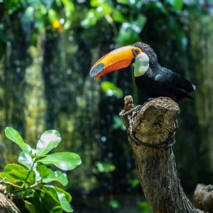 The Green Planet +  The View at the Palm – Combo – Recently Added Experiences Recently Added Experiences Shop Online at Dubai Trades