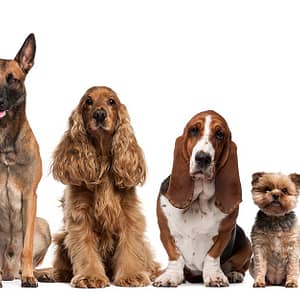 Up To 0% Off On At Al Raha Veterinary Clinic Abu Dhabi other Shop Online at Dubai Trades