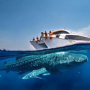Dubai Aquarium & Underwater Zoo – Ray Encounter – Experiences Experiences Shop Online at Dubai Trades 4