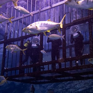 Shark Walker in Dubai Aquarium – Recently Added Experiences Recently Added Experiences Shop Online at Dubai Trades